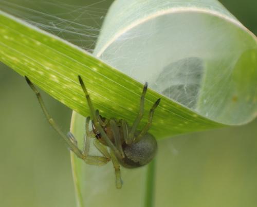 Cheiracanthium sp.